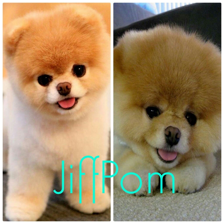 Jifpom