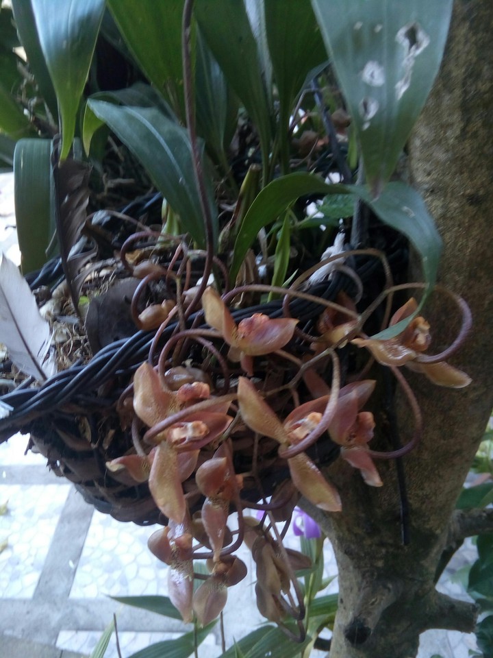 orquídeas