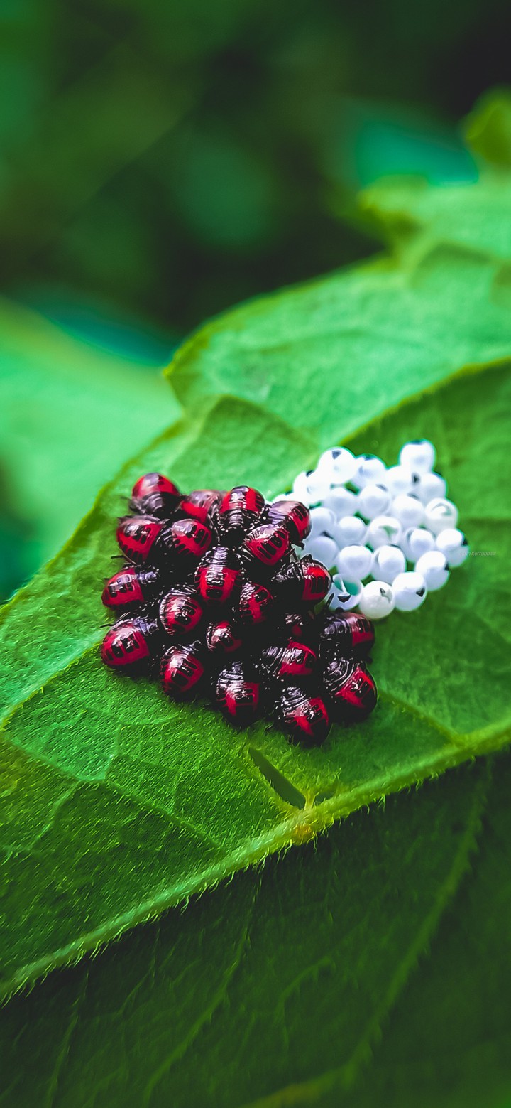 Ladybug Eggs