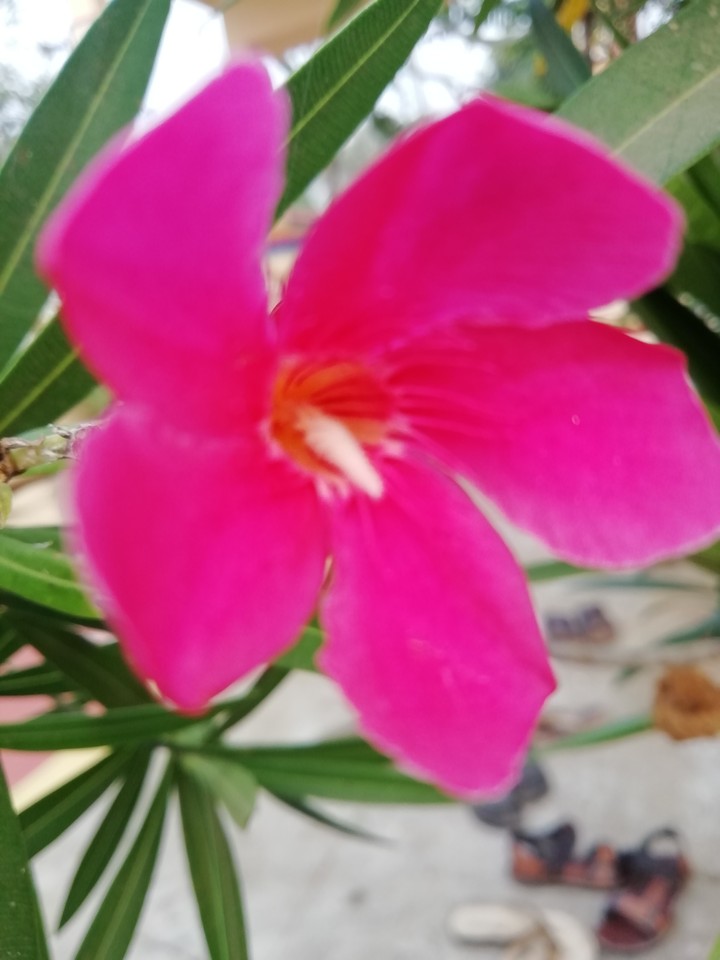 flower