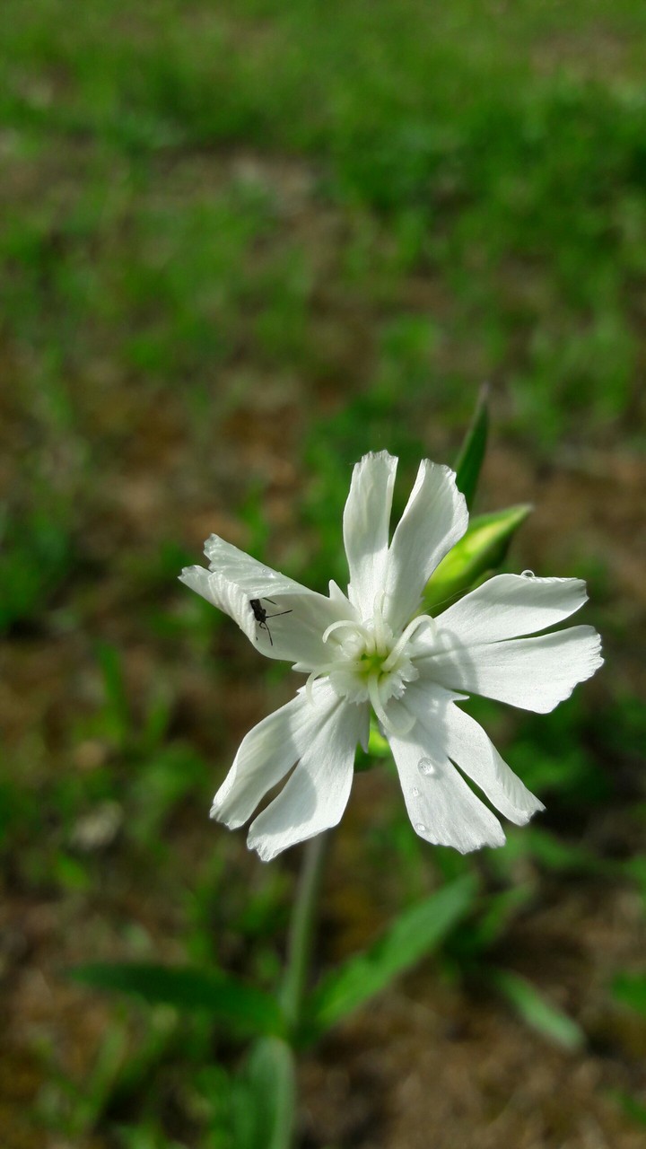 Forest flower