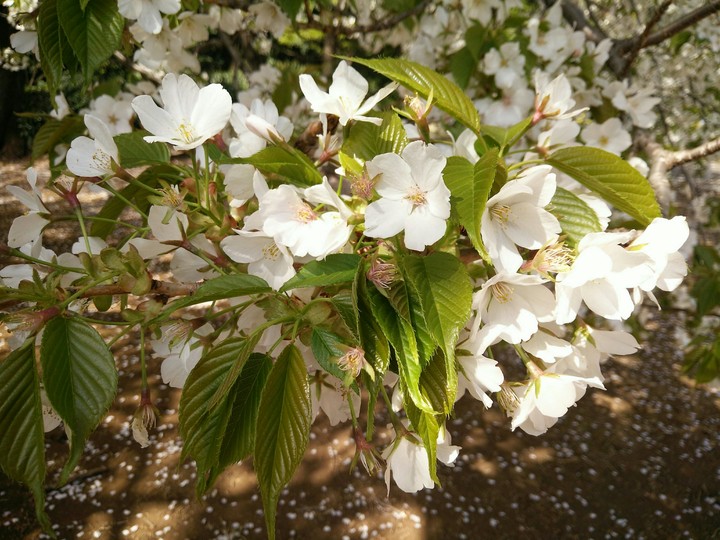 白櫻花  White cherry blossoms