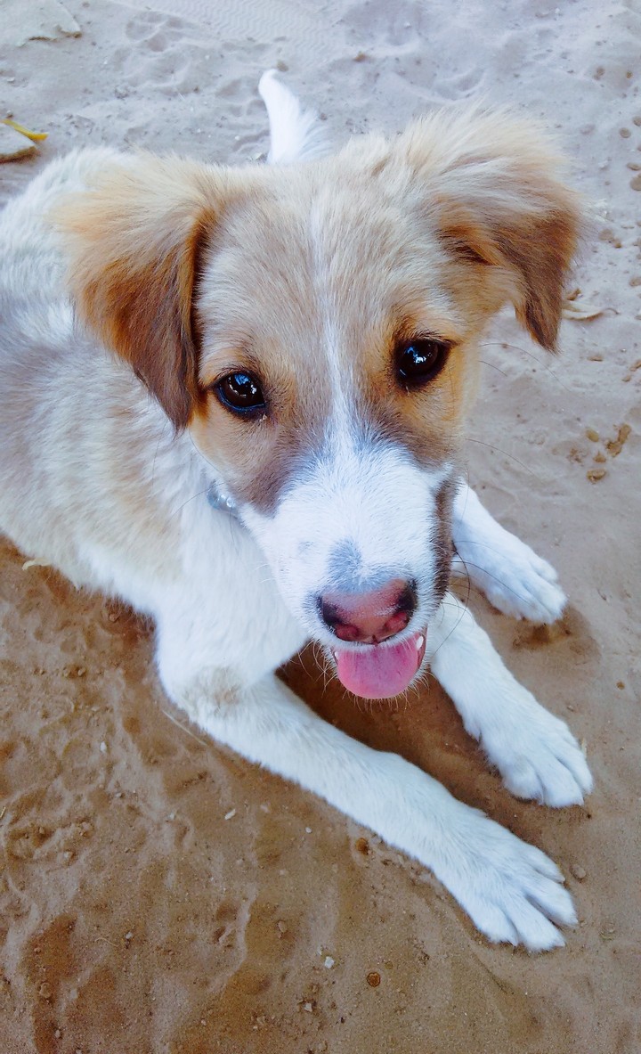 my dog