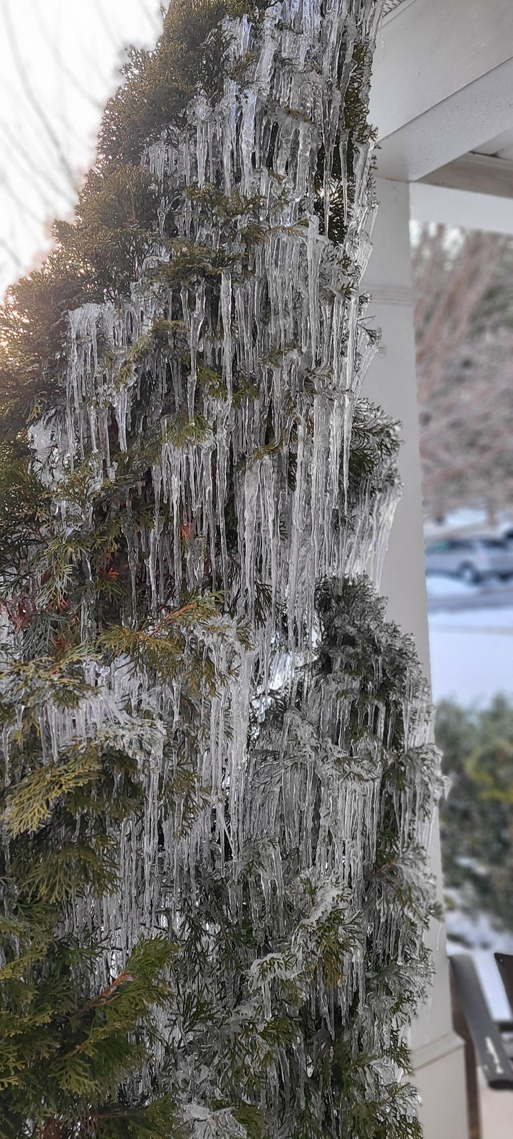 Icy tree