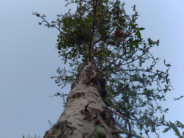 tree