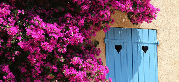 Bougnvillea