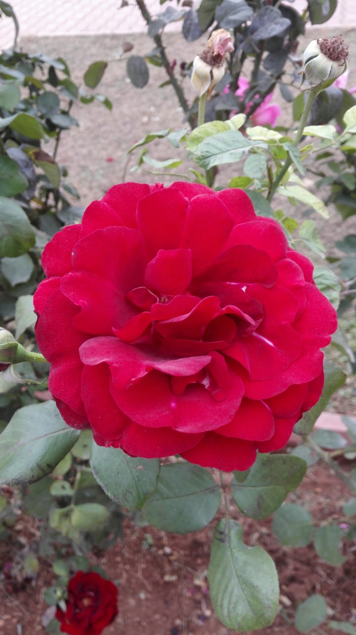 gül