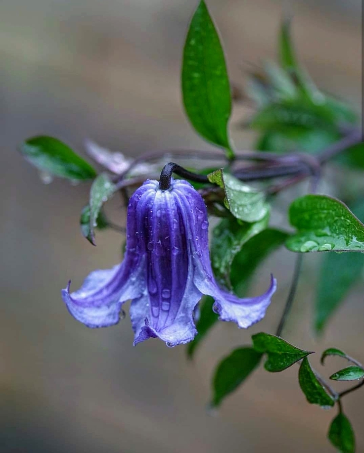Bluebells