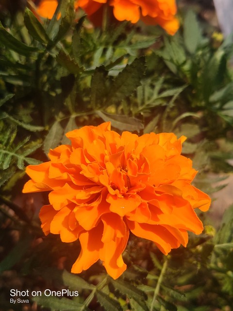 sfondi peach, tagetes