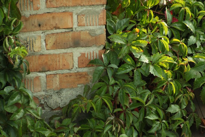 The green wall