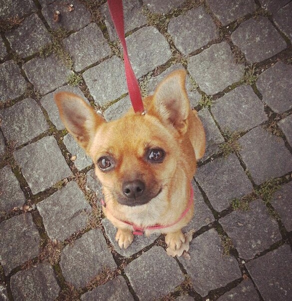 Dog
