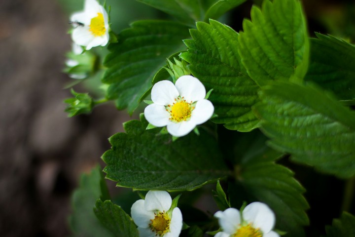 white flowers