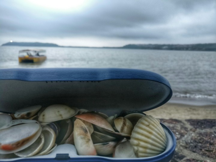 Seashells