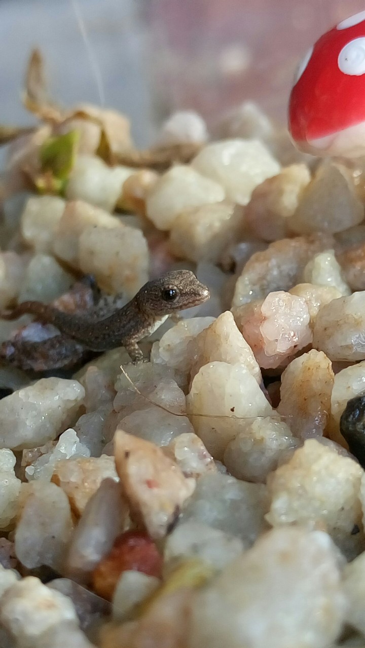 little lizard saying "Hi!"
