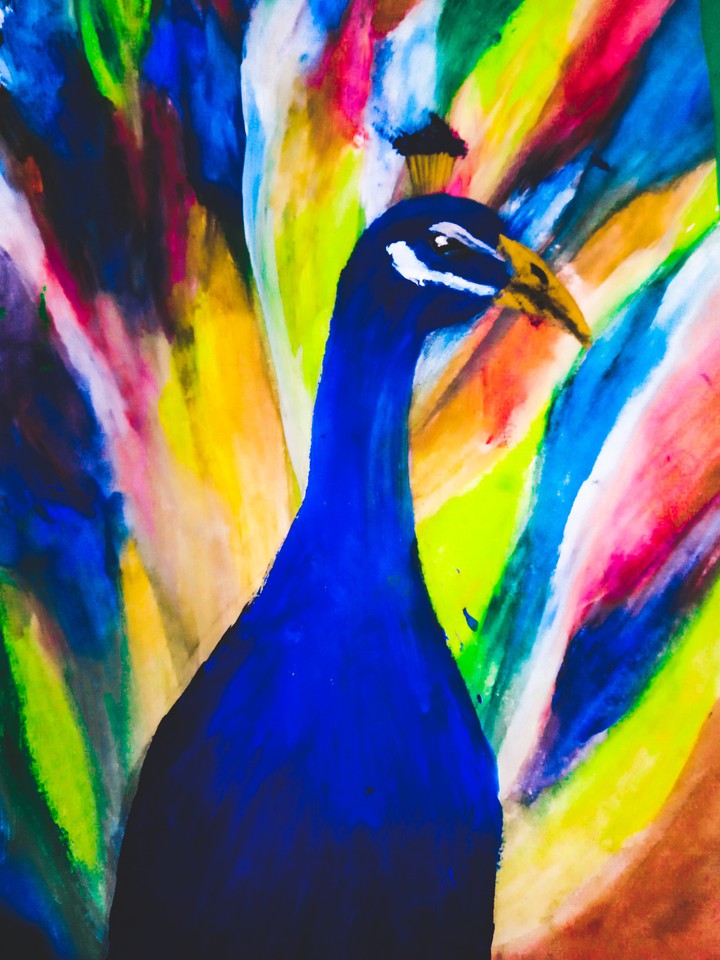 peacock 2