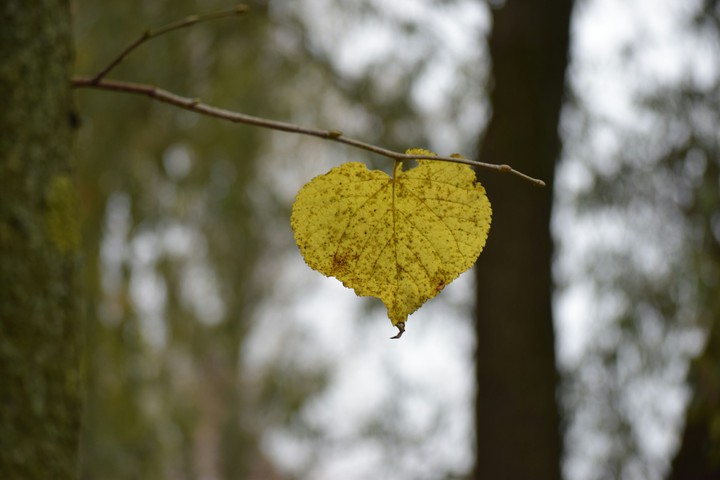 the last leaf