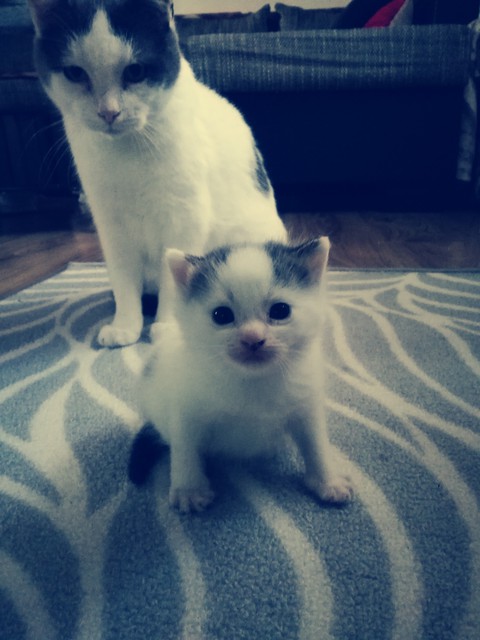 my kitten