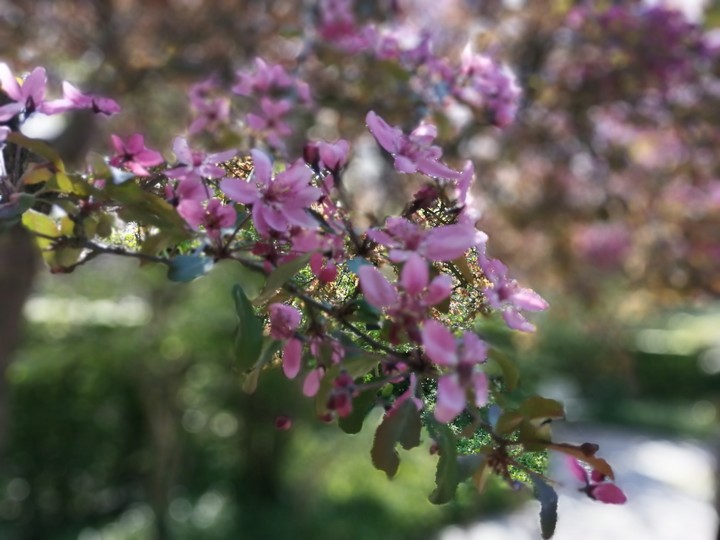 bloesem