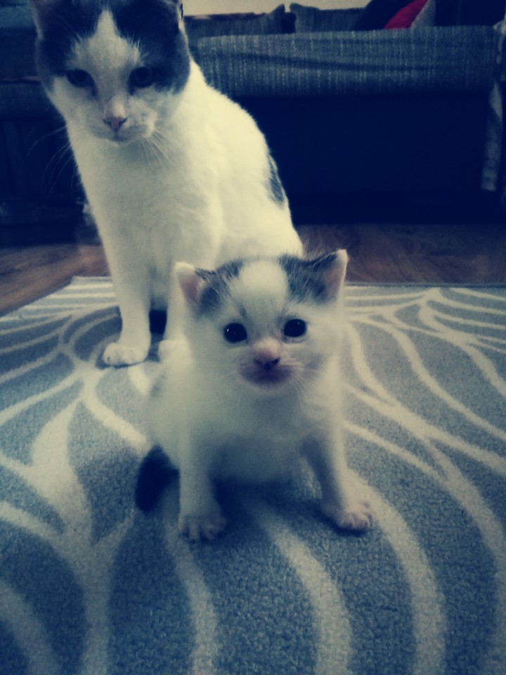 my kitten