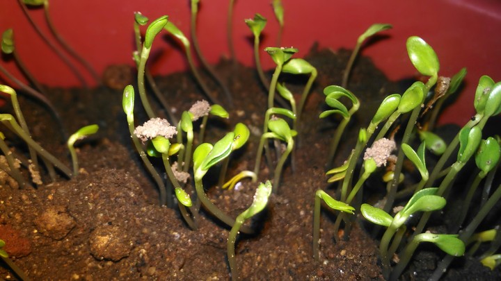 fenugreek plant