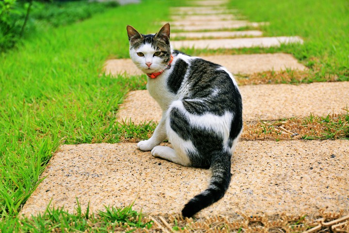 May Cat  in  Cathedral