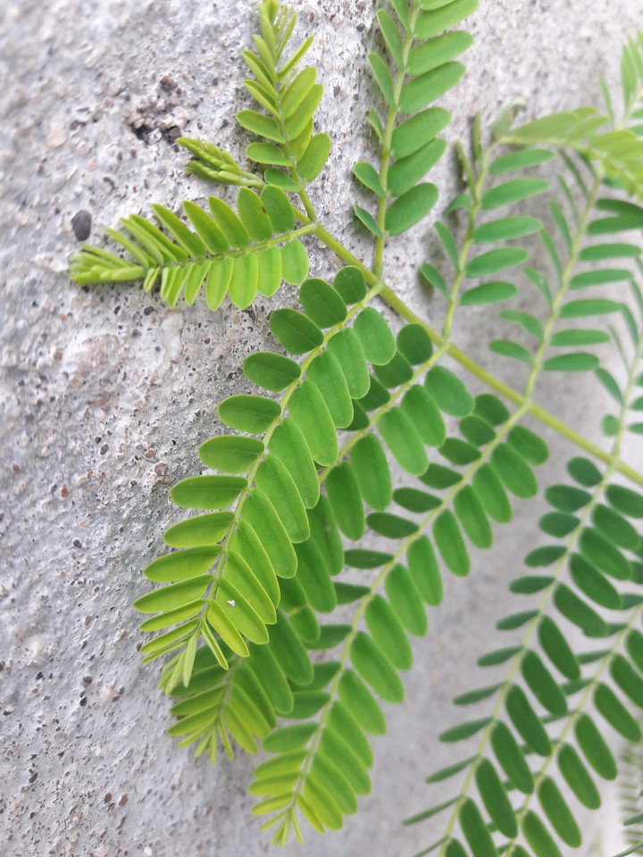 leafs