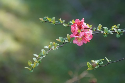 Pink flower
