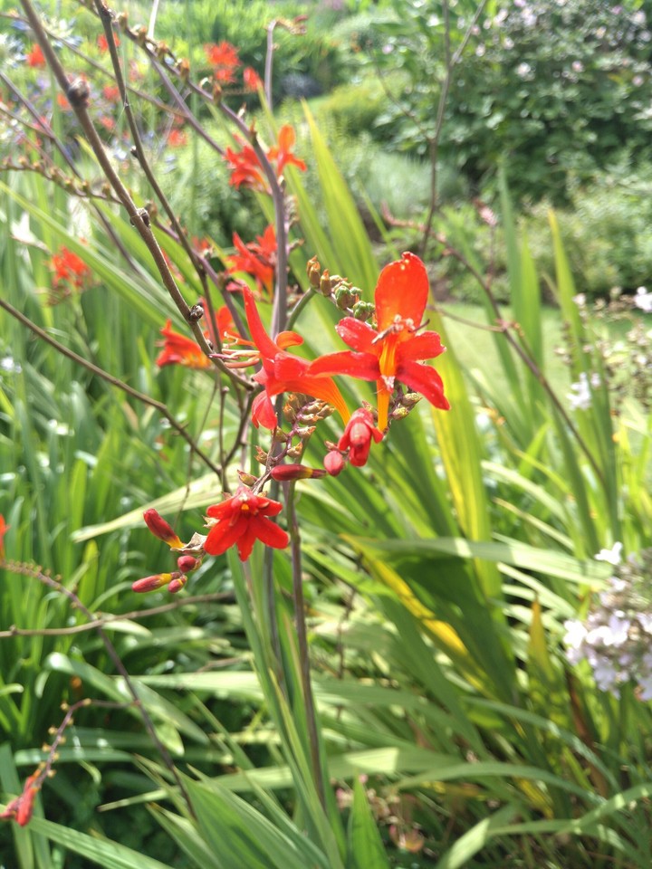 red beauty