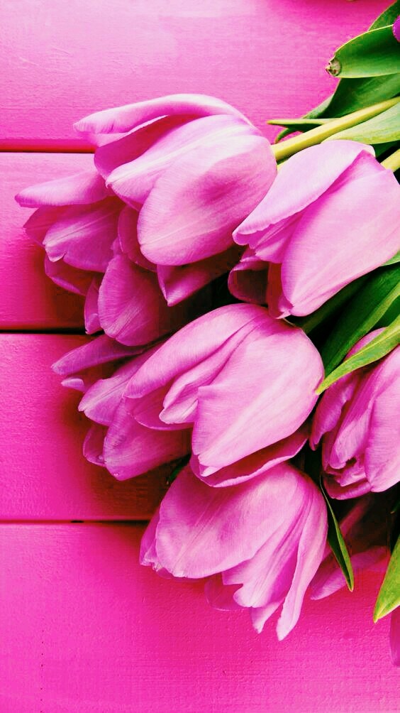 Tulpen