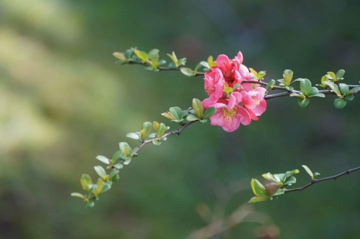 Pink flower
