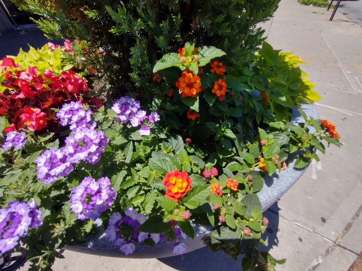 Flowers