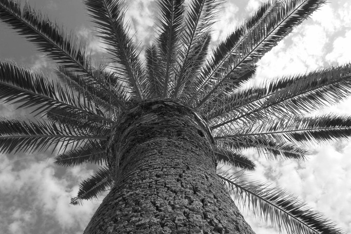 Palm tree