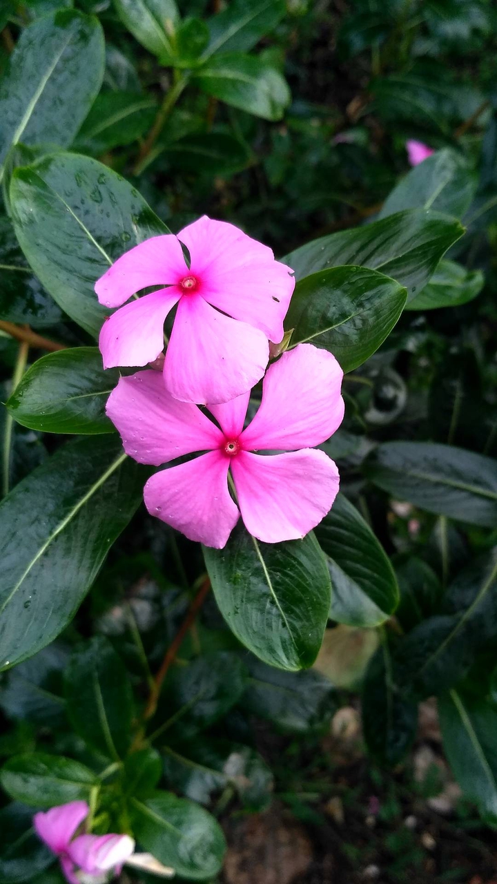 flowers