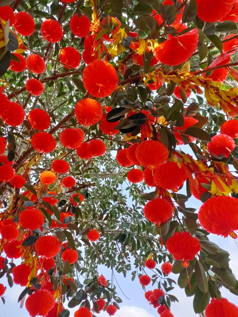 Lantern trees