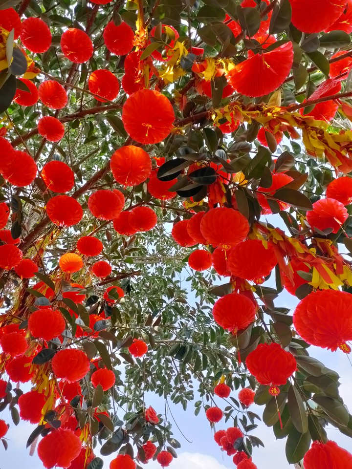 Lantern trees