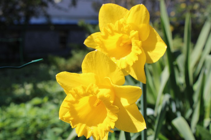 Spring