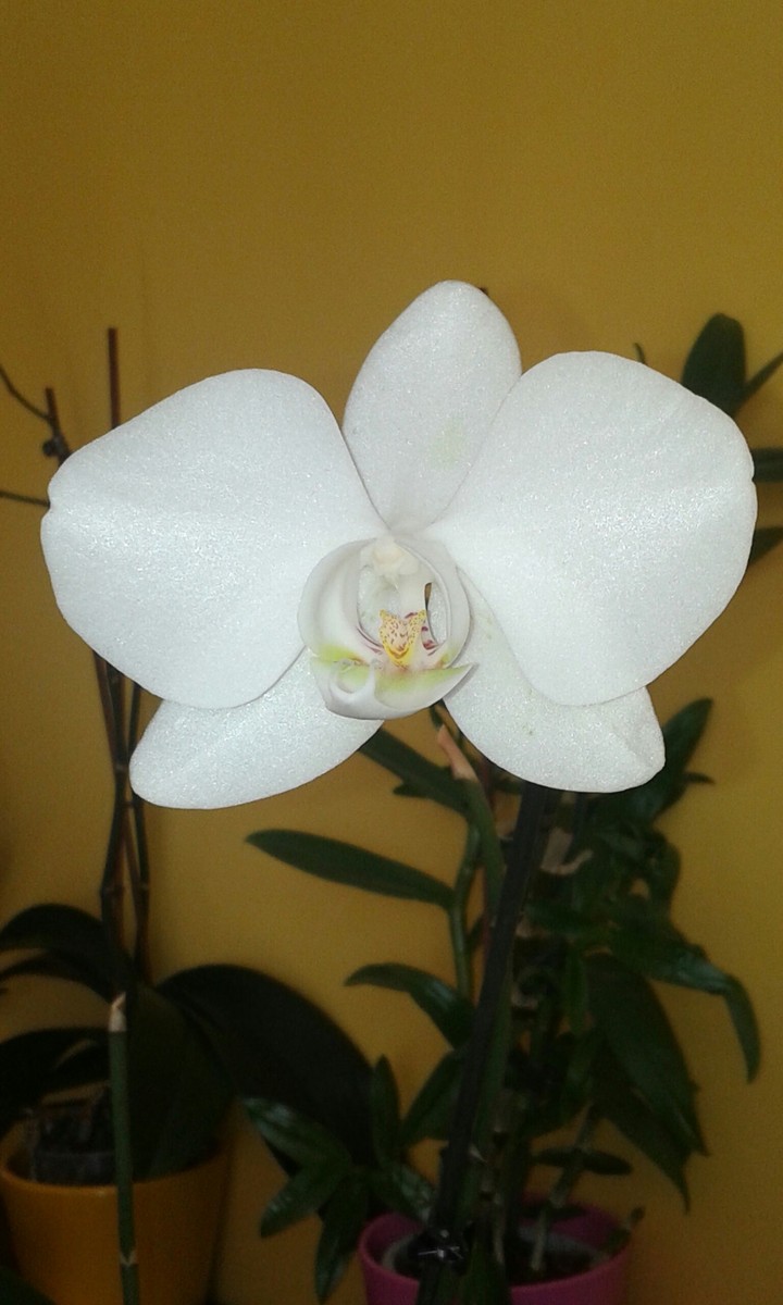orchidées blanche