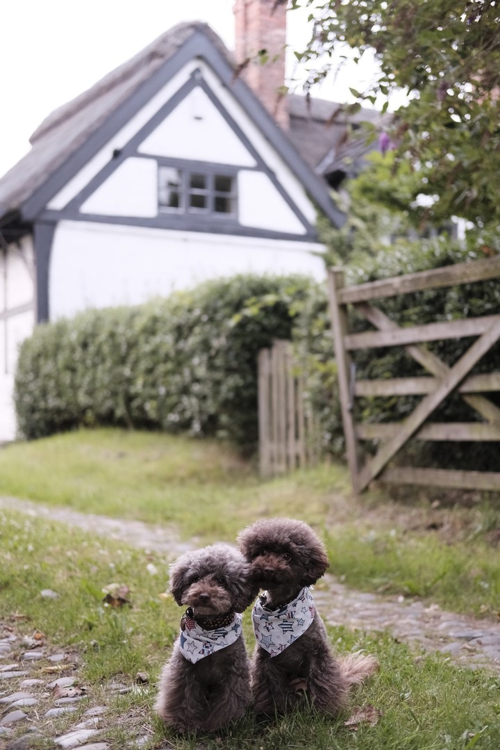 Two Little Doggy