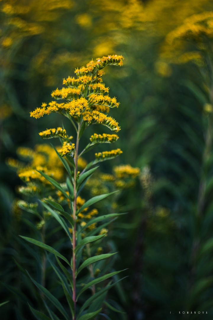 Yellow flowers