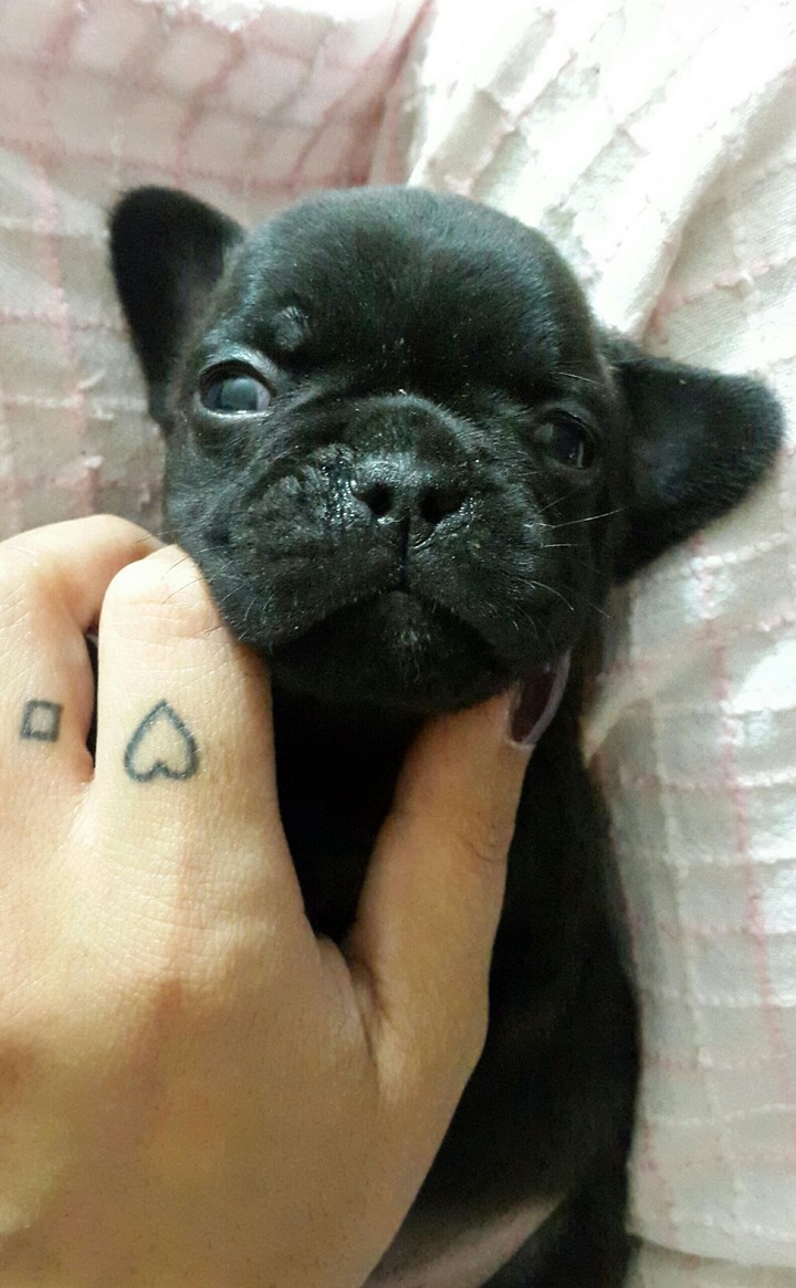 Baby Spoiled ❤ French Bulldog ❤