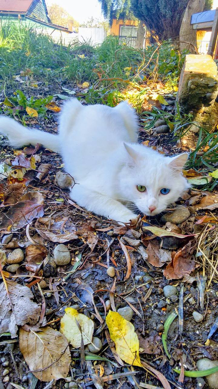 Gato