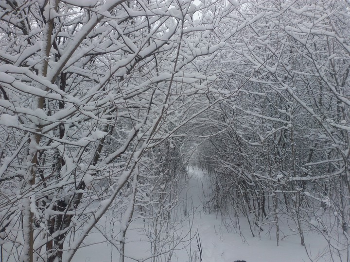 snowy winter