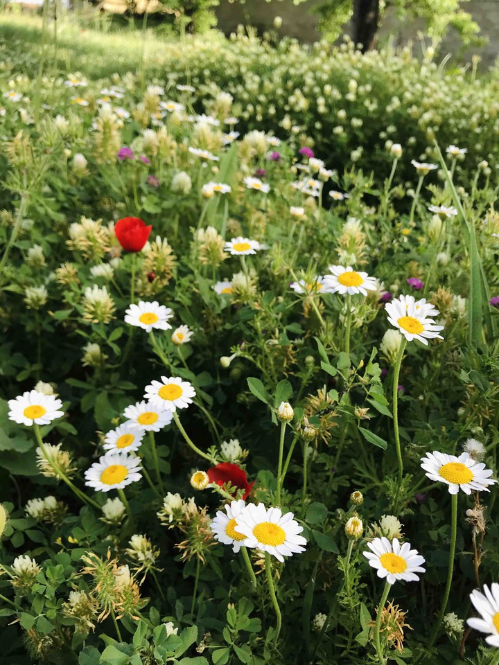 Happy sunday with daisys