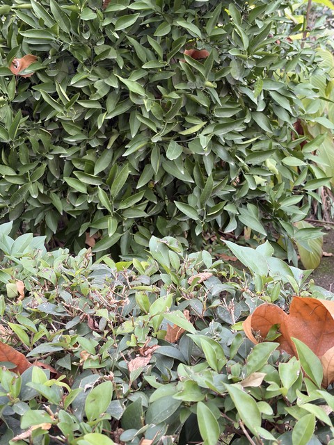 обои syzygium, Garden