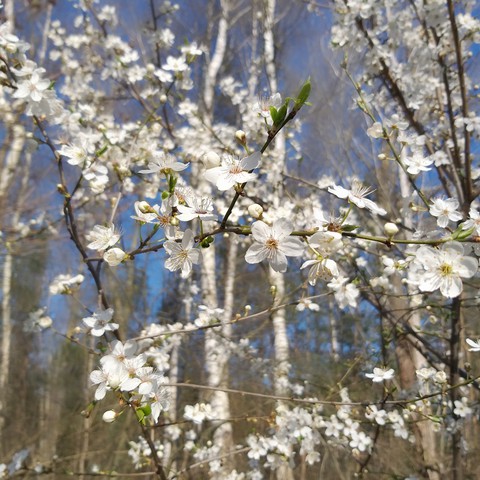 cherry