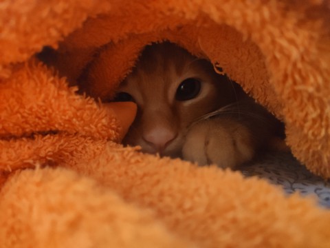 Cat after bath