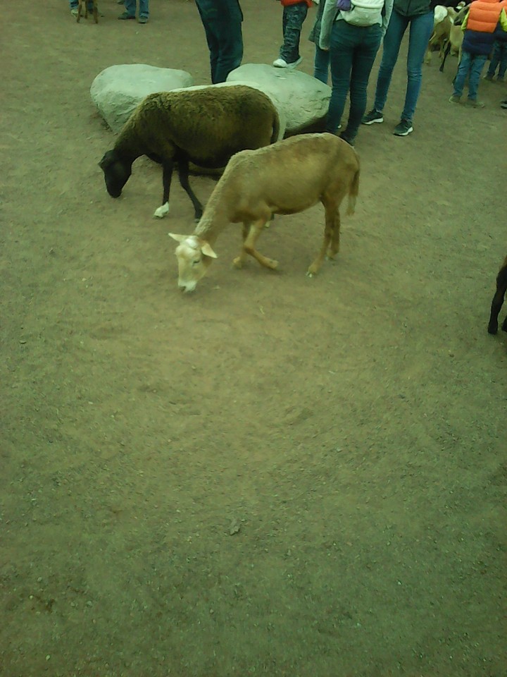 obejas