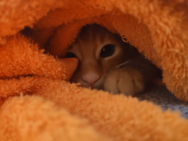 Cat after bath