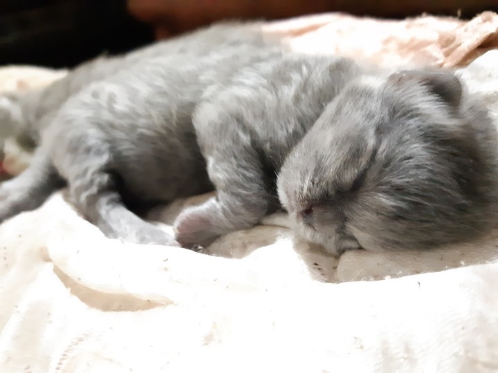 sleepy new born