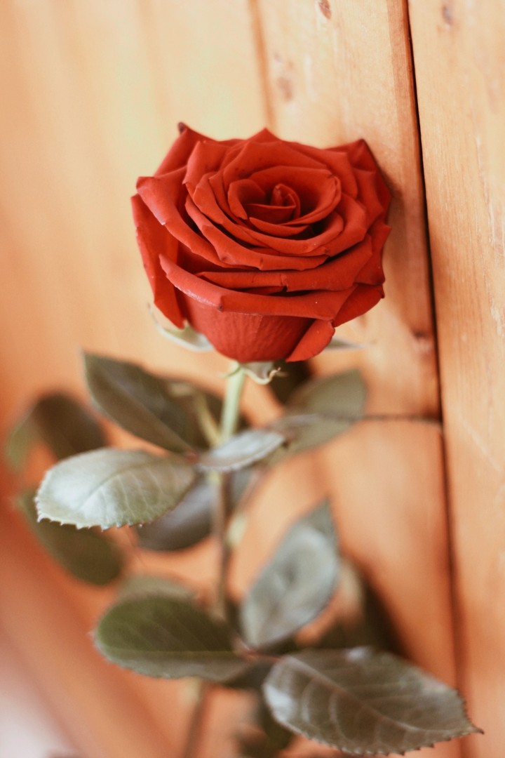 роза/rose